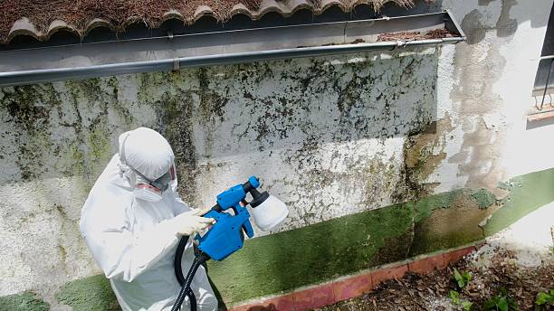 Top rated local Mold Testing specialists in Woodsboro, TX